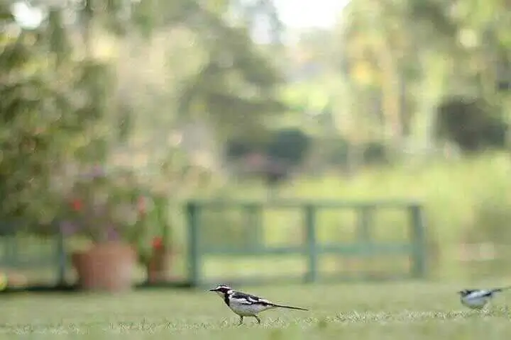 African Pied Wagtail